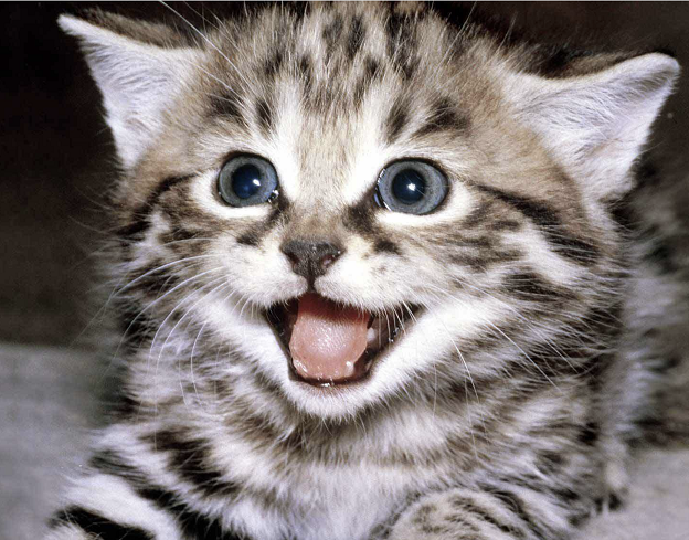 Smiling Kitten